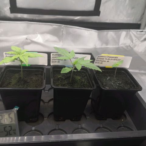 Northern Lights #5 X Haze 1x growlog photo: NL ist jeweils rechts