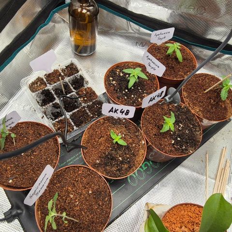 Ayahuasca Purple #1 growlog timeline photo