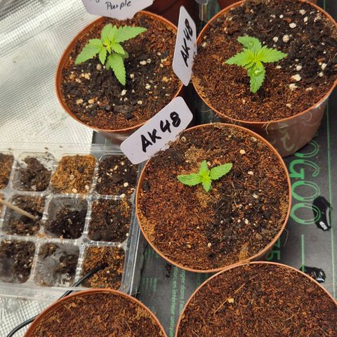 Ayahuasca Purple #1 growlog photo: So jetzt mal 2 Wochen wachsen lassen..