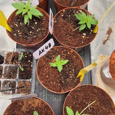Ayahuasca Purple #1 growlog photo: Hängen mittlerweile etwas hinterher,wahrscheinlich ein bis drei Tage länger warten mit umtopfen..