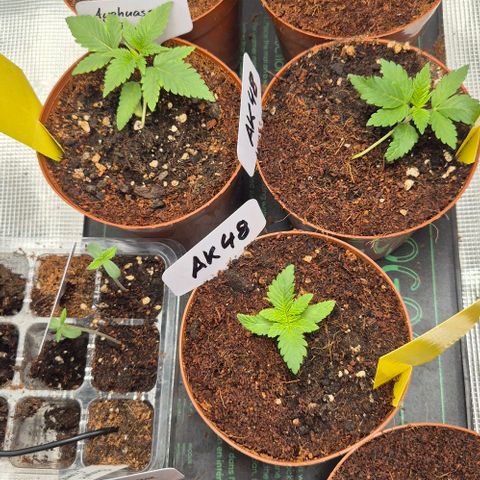Ayahuasca Purple #1 growlog timeline photo