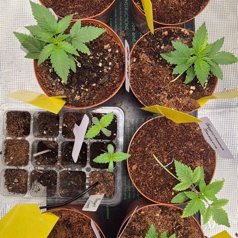 Ayahuasca Purple #1 growlog timeline photo