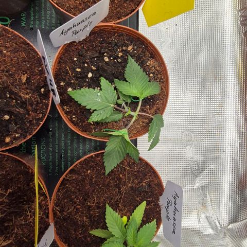 Ayahuasca Purple #1 growlog photo: Erster Schnitt 