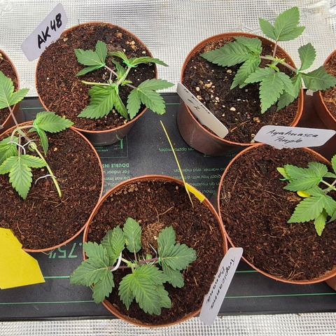 Ayahuasca Purple #1 growlog photo: Alle beiden geschnitten und runter gebunden 