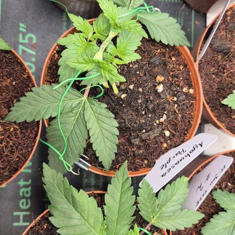 Ayahuasca Purple #1 growlog photo: Zeitigen entfernen der unteren Blätter 