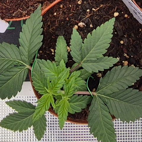 Ayahuasca Purple #1 growlog photo: Zeitigen entfernen der unteren Blätter 