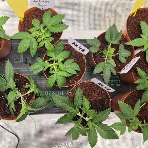 Ayahuasca Purple #1 growlog timeline photo