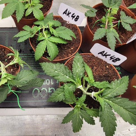 Ayahuasca Purple #1 growlog timeline photo