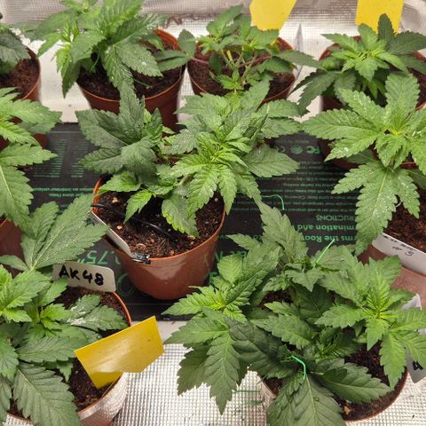 Ayahuasca Purple #1 growlog timeline photo