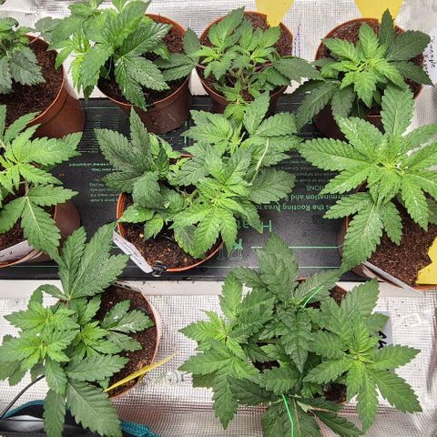 Ayahuasca Purple #1 growlog timeline photo