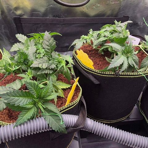 Ayahuasca Purple #1 growlog photo: 65% Luft und 25 C