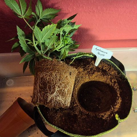 Ayahuasca Purple #1 growlog photo: 40 Tage altes Wurzeln..