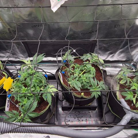 Ayahuasca Purple #1 growlog timeline photo