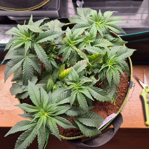 Ayahuasca Purple #1 growlog timeline photo
