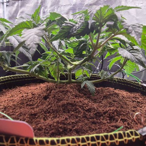 Ayahuasca Purple #1 growlog timeline photo