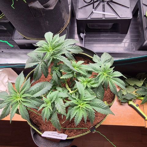 Ayahuasca Purple #1 growlog timeline photo