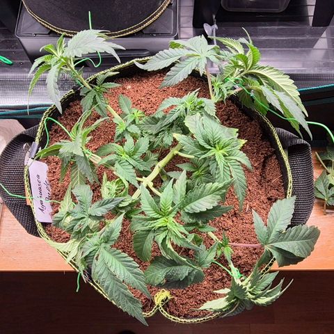 Ayahuasca Purple #1 growlog timeline photo