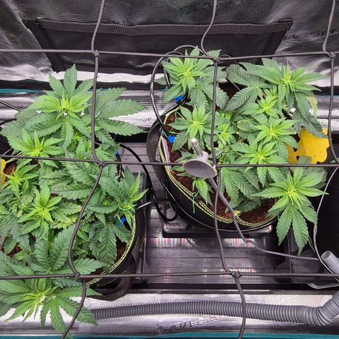 Ayahuasca Purple #1 growlog timeline photo