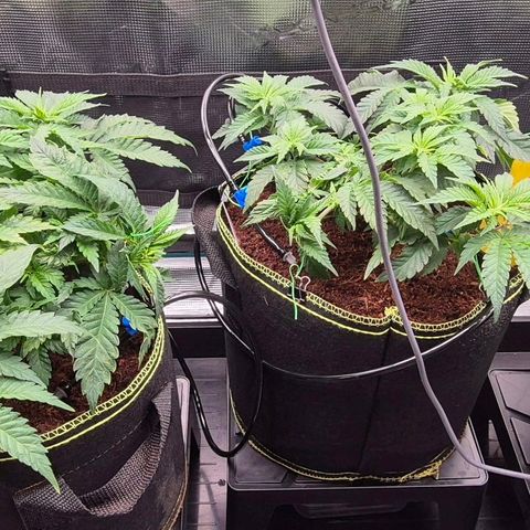 Ayahuasca Purple #1 growlog timeline photo