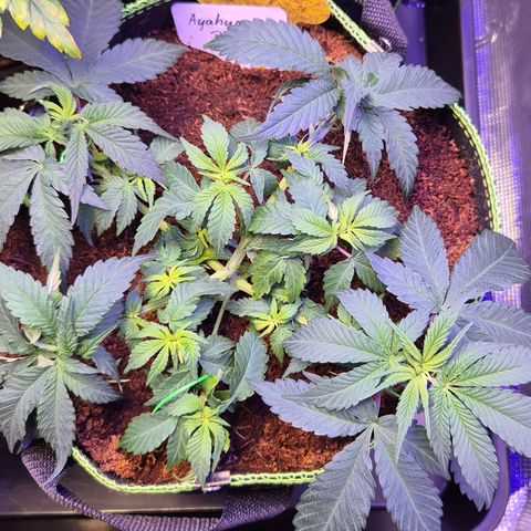 Ayahuasca Purple #1 growlog photo: 2