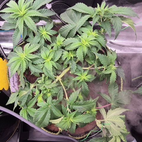 Ayahuasca Purple #1 growlog photo: 1