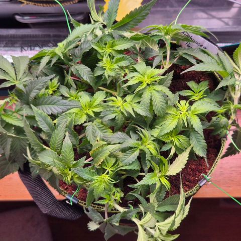 Ayahuasca Purple #1 growlog photo: Ab heute 20 Tage...