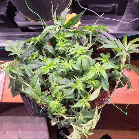 Ayahuasca Purple #1 growlog photo: Ab heute 20 Tage...
