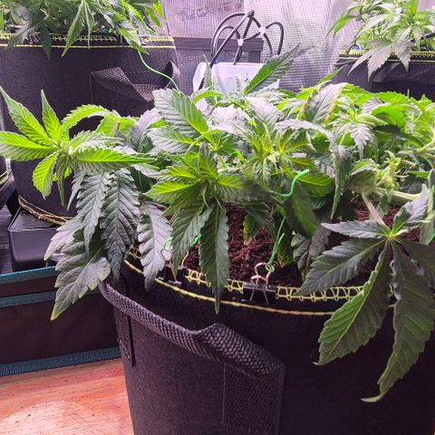 Ayahuasca Purple #1 growlog photo: Ab heute 20 Tage...