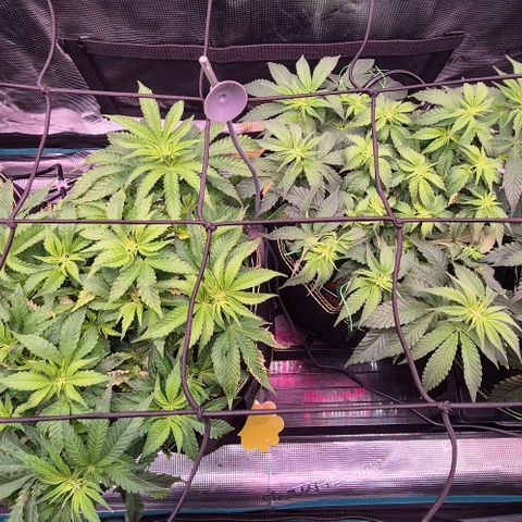 Ayahuasca Purple #1 growlog timeline photo