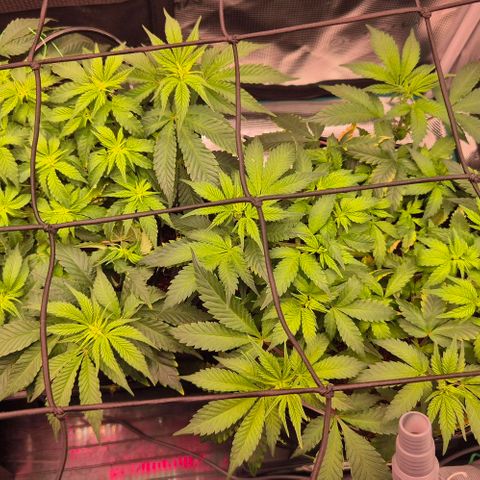 Ayahuasca Purple #1 growlog timeline photo