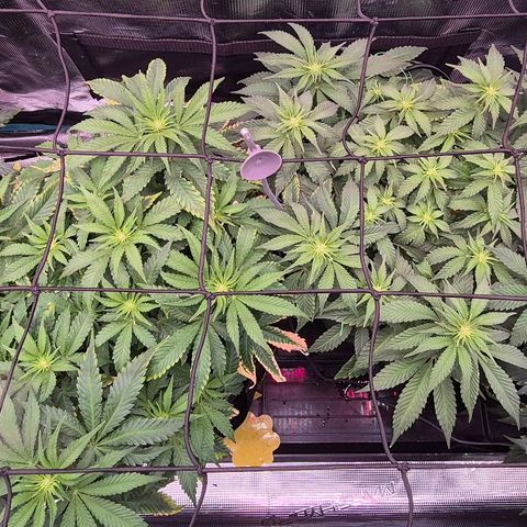 Ayahuasca Purple #1 growlog photo: BLÜTEN wachsen ^^