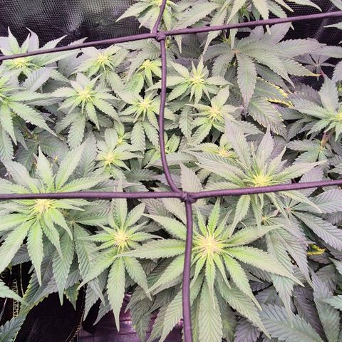 Ayahuasca Purple #1 growlog photo: 2. Blütewoche hat begonnen..