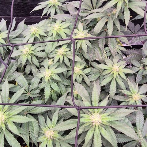 Ayahuasca Purple #1 growlog timeline photo