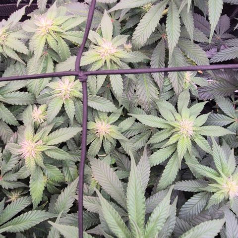 Ayahuasca Purple #1 growlog timeline photo