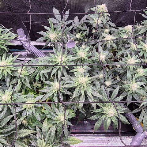 Ayahuasca Purple #1 growlog photo: Von links...1.