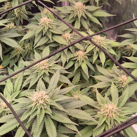 Ayahuasca Purple #1 growlog photo: Ende 3. BLÜTE Woche 