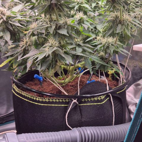Ayahuasca Purple #1 growlog photo: Ende 3. BLÜTE Woche 