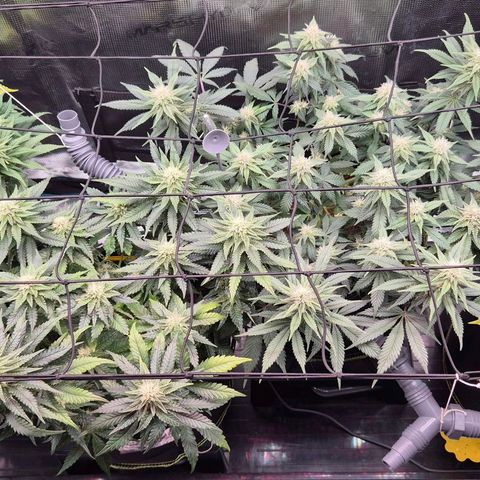 Ayahuasca Purple #1 growlog photo: Ende 3. BLÜTE Woche 