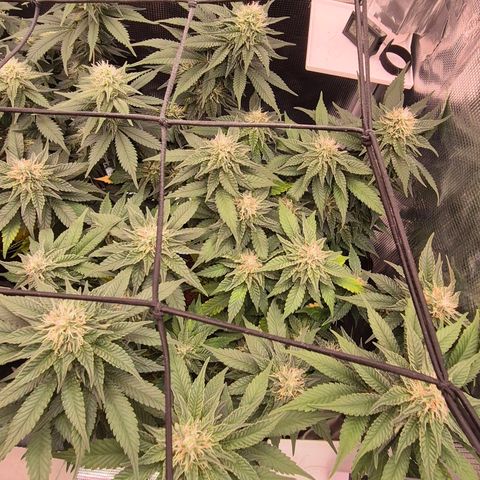 Ayahuasca Purple #1 growlog photo: 4.Blütewoche hat begonnen 
