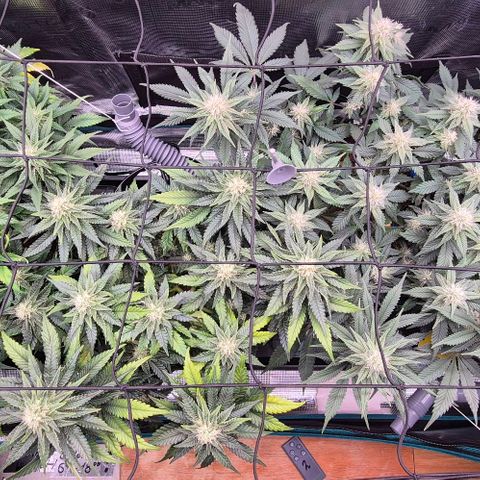 Ayahuasca Purple #1 growlog photo: 4.Blütewoche hat begonnen 

