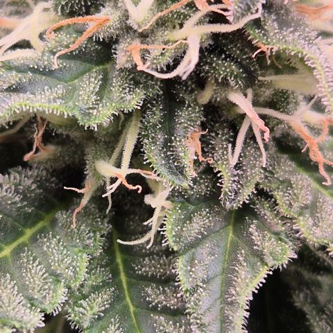 Ayahuasca Purple #1 growlog timeline photo