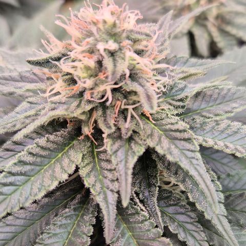 Ayahuasca Purple #1 growlog timeline photo