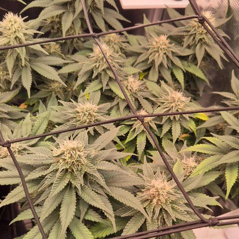 Ayahuasca Purple #1 growlog timeline photo