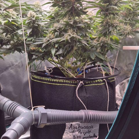 Ayahuasca Purple #1 growlog timeline photo