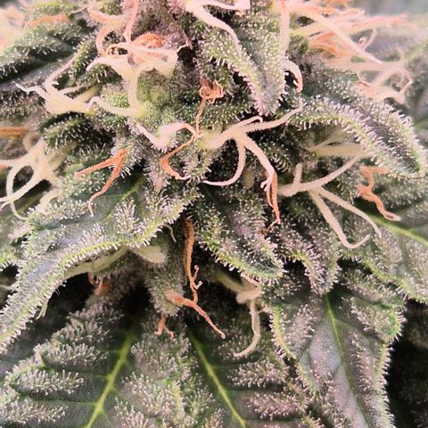 Ayahuasca Purple #1 growlog timeline photo