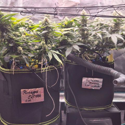 Ayahuasca Purple #1 growlog timeline photo
