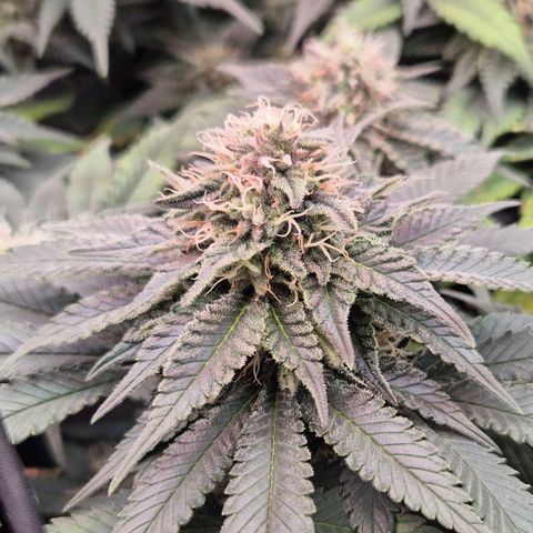 Ayahuasca Purple #1 growlog timeline photo