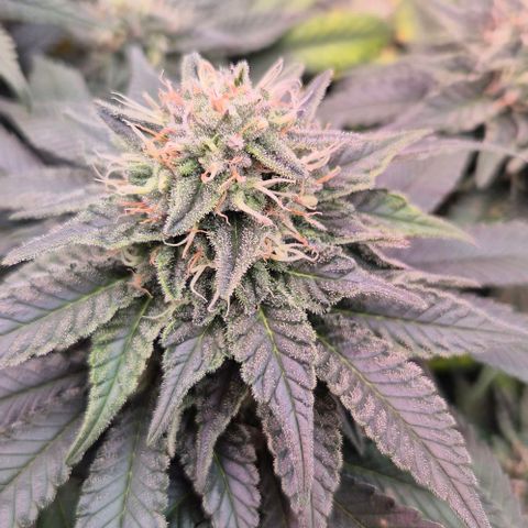 Ayahuasca Purple #1 growlog timeline photo