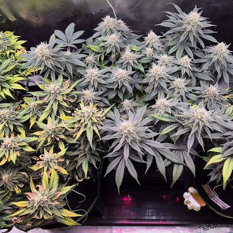 Ayahuasca Purple #1 growlog timeline photo