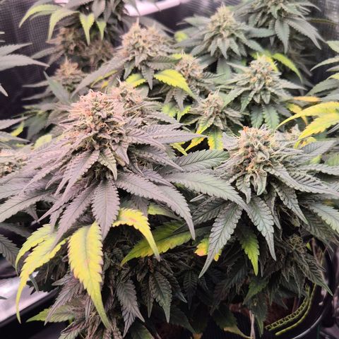Ayahuasca Purple #1 growlog timeline photo